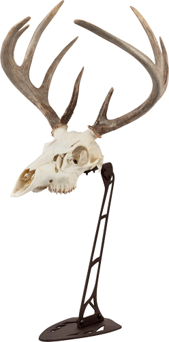 ALLEN EZ MOUNT CENTERPIECE - SKULL STAND BROWN — view 1