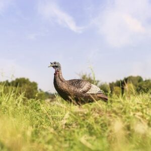 FLEXTONE THUNDER CHICK UPRIGHT - HEN DECOY W/STAKE — view 2