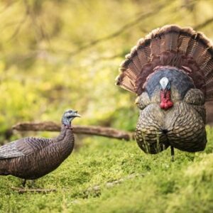 FLEXTONE THUNDER CREEPER - STRUTTER DECOY W/ FOLDING FAN — view 3