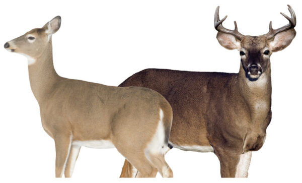MONTANA DECOY DEER DREAM TEAM — view 1