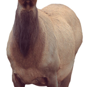 MONTANA DECOY EICHLER ELK