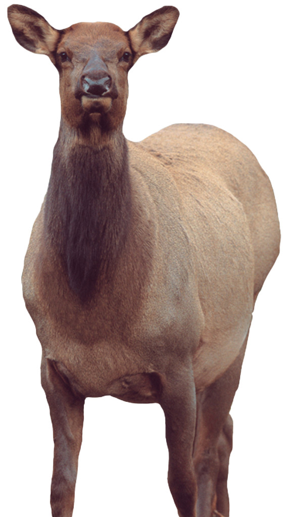 MONTANA DECOY EICHLER ELK — view 1