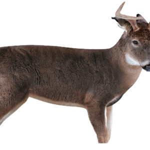 MONTANA DECOY DEER FRESHMAN BUCK