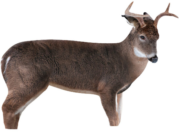 MONTANA DECOY DEER FRESHMAN BUCK — view 1